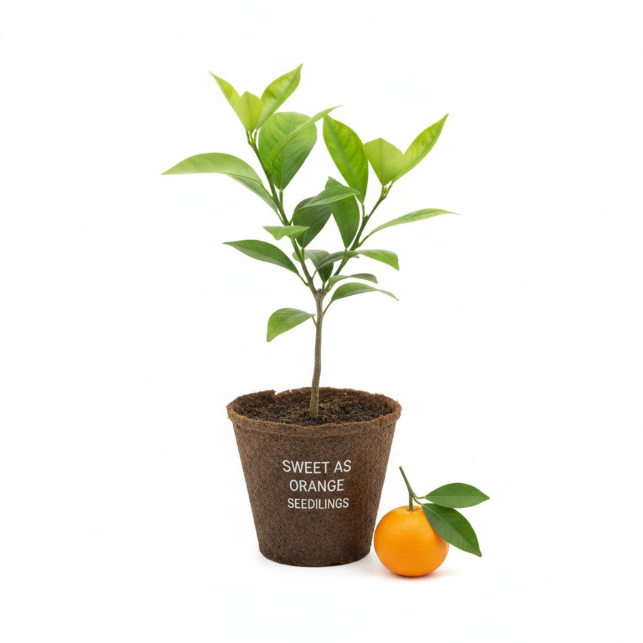 Orange Seedlings Sweet