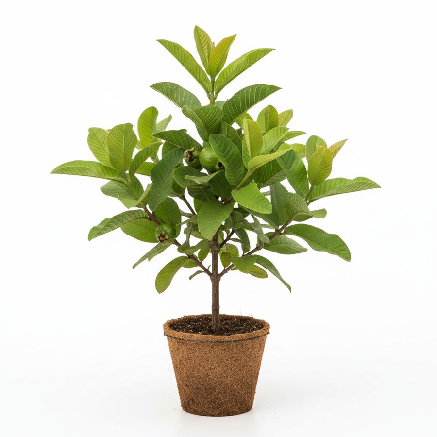 Jumbo Guava Seedling