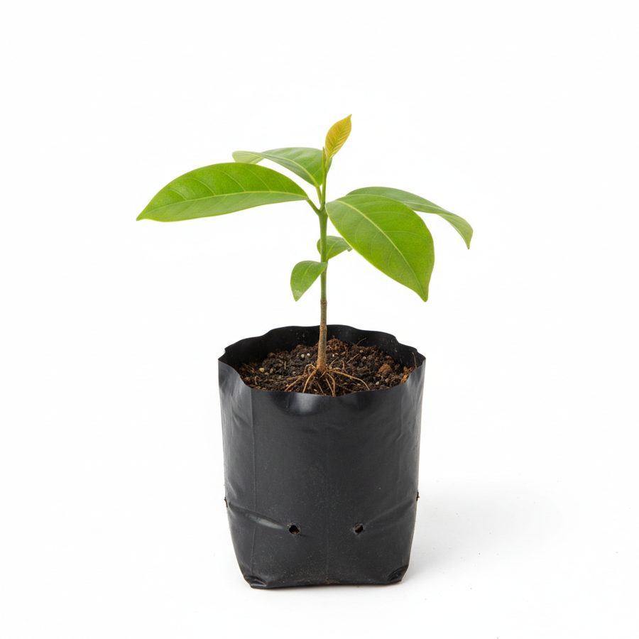 Soursop Seedling