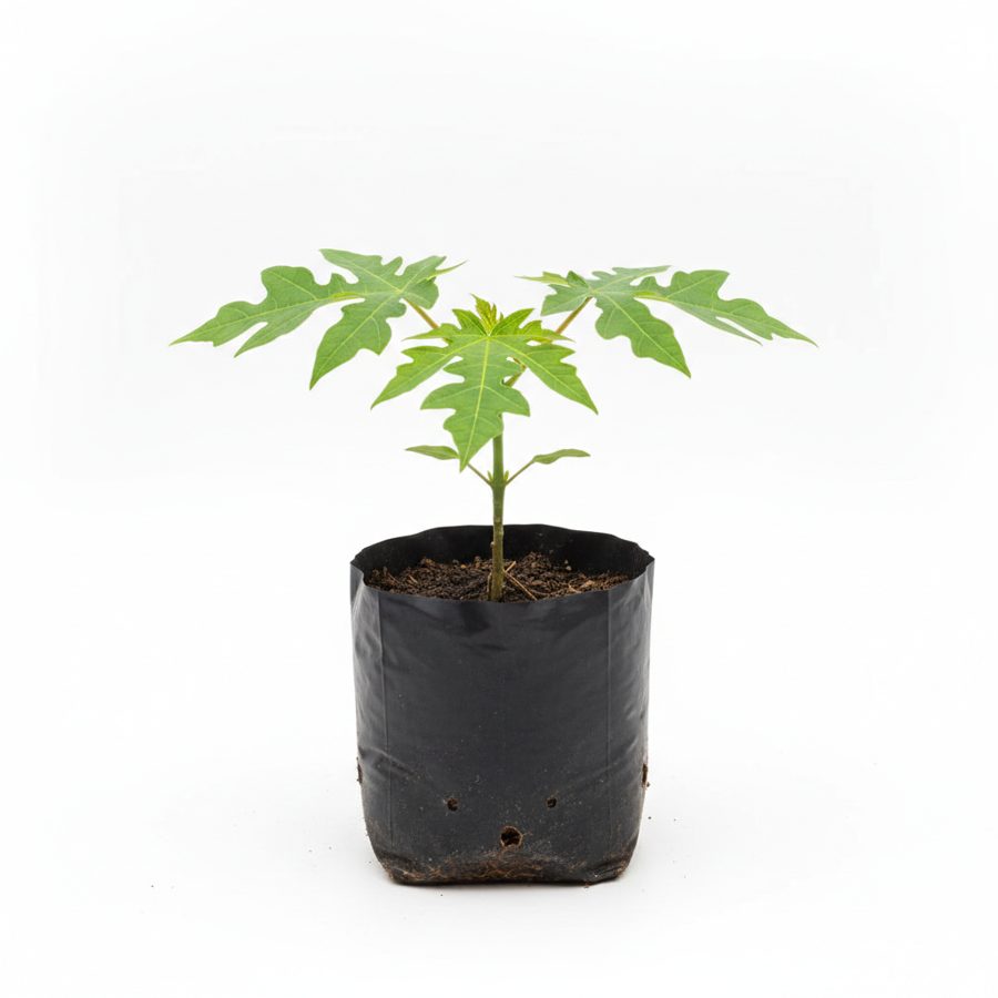 Dwarf Pawpaw Seedling