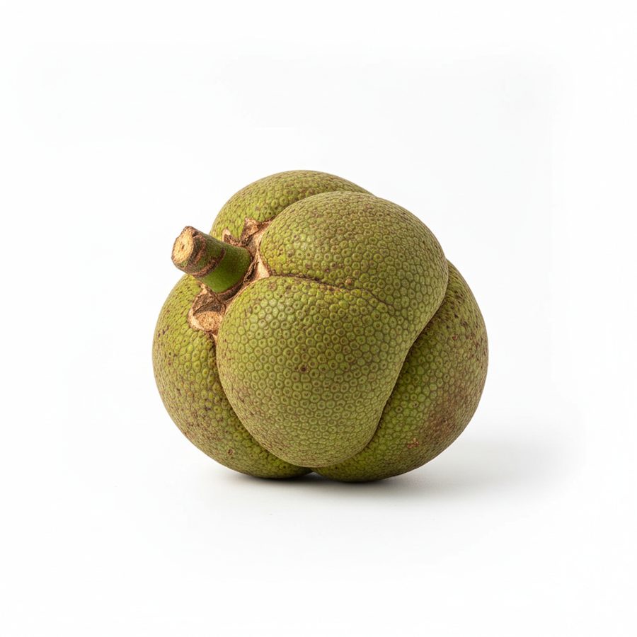 Grafted Breadfruit Ukwa