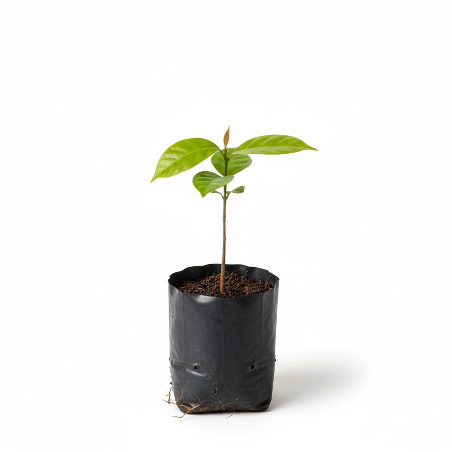 Ogbono Seedling