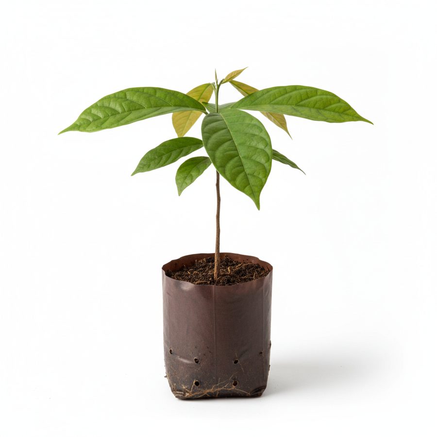 Cocoa Seedling