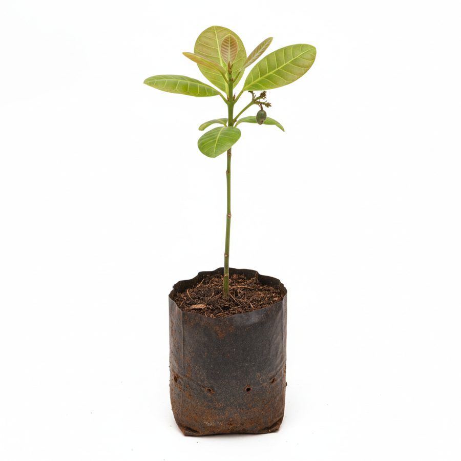 Cashew Seedlings - Nasarawa Gold