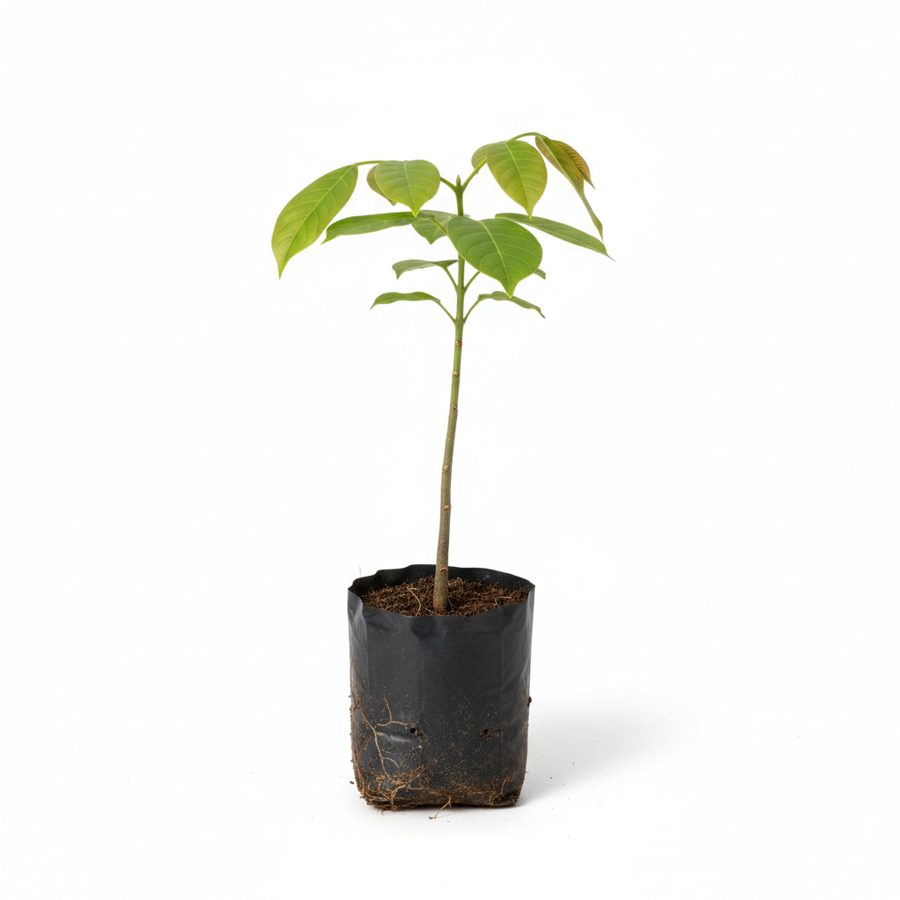 Walnut Ukpa Seedling
