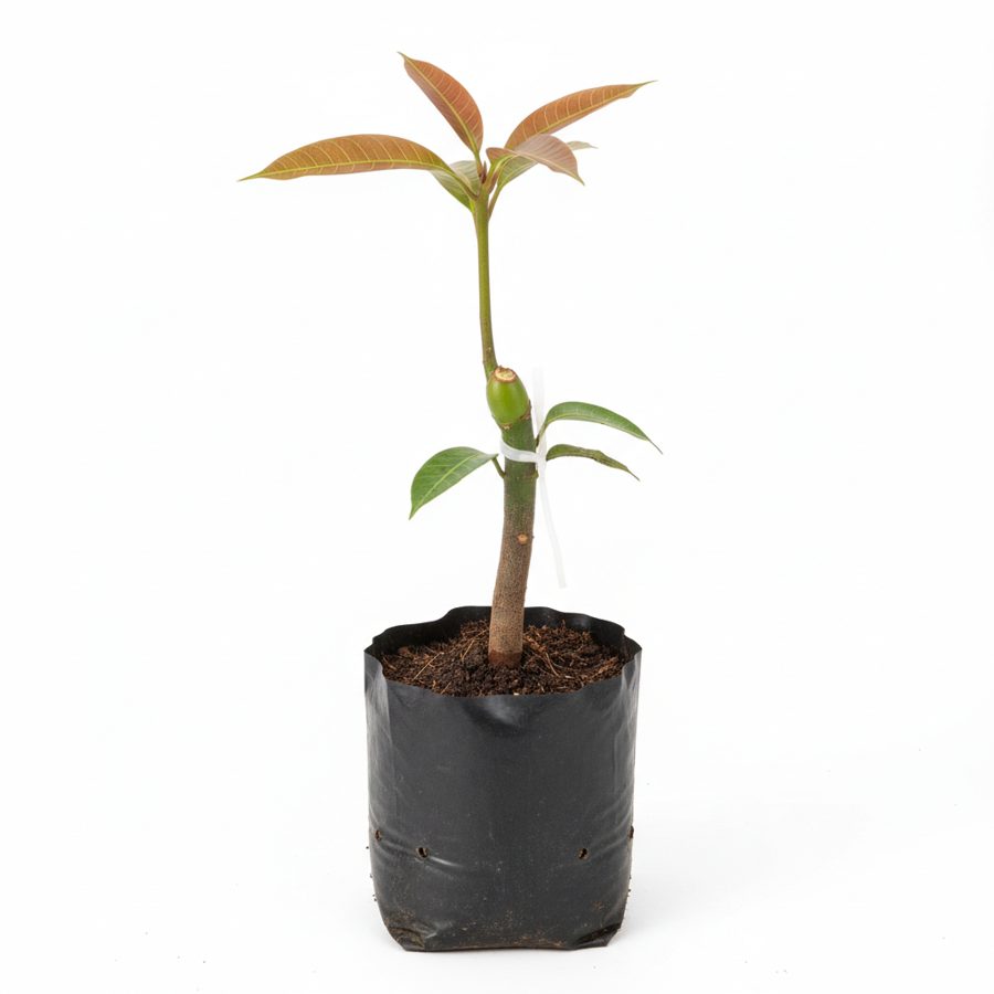 Mango Seedlings (Grafted)