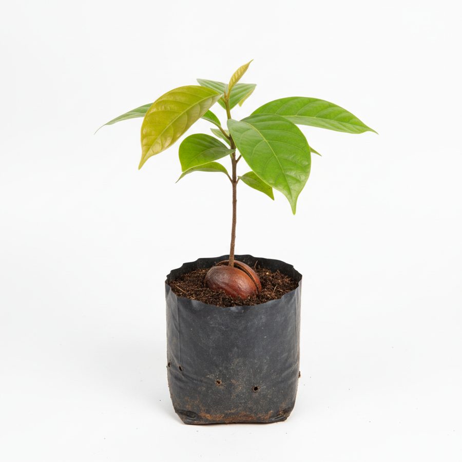 Cola Nut Seedling