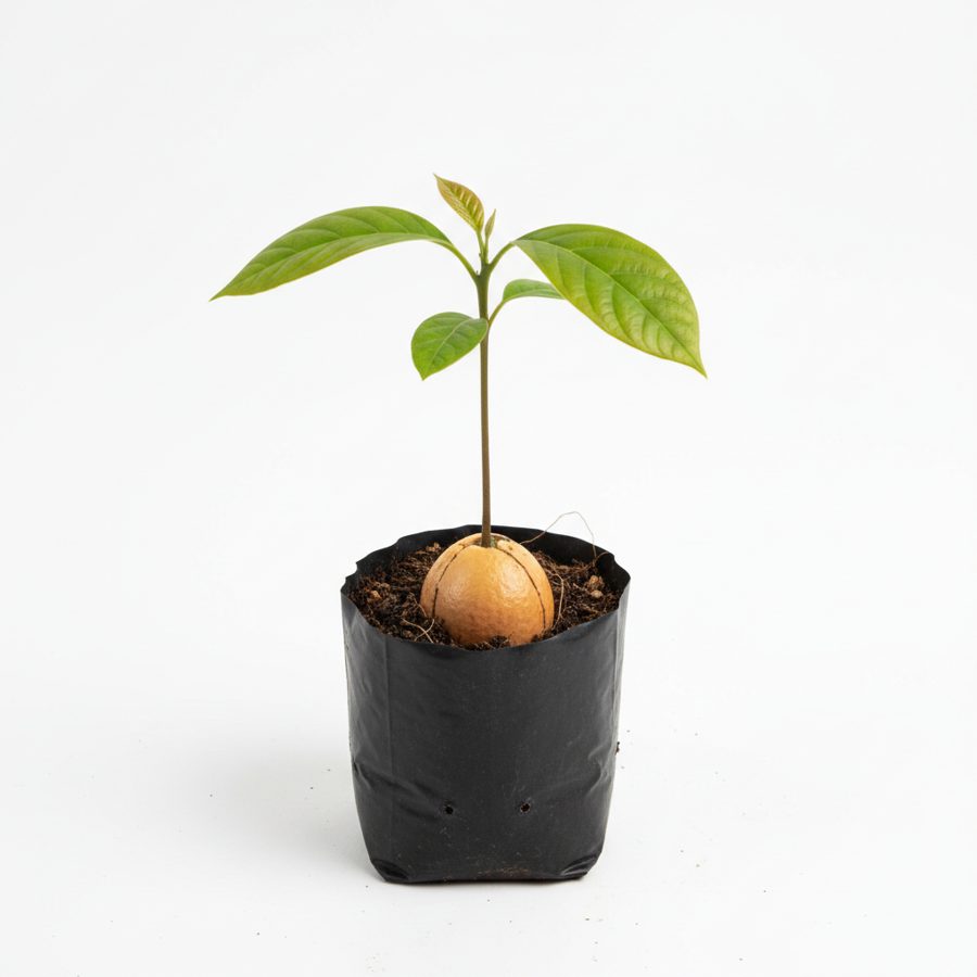 Avocado Seedling